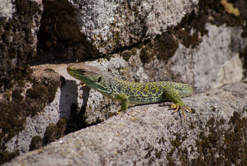 Lagarto de água, perdo do seu esconderijo num buraco em uma parede de granito, nome cientifico Lacerta lepida