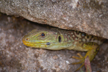 Lagarto de água, perdo do seu esconderijo num buraco em uma parede de granito, nome cientifico Lacerta lepida
