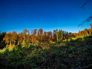 Wiederaufforstung im herbstlichen Wald