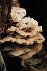 Grifola frondosa on the oak