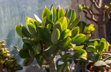 Stylish money tree. Crassula Blue Hale mediovariegated Mariupol. Bonsai style. Indoor plant