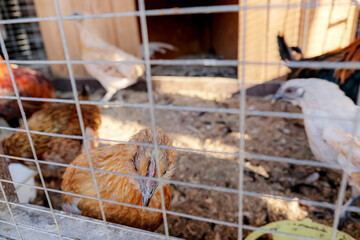 chickens in a cage on a farm. © Maksim Shebeko