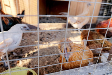 chickens in a cage on a farm. © Maksim Shebeko