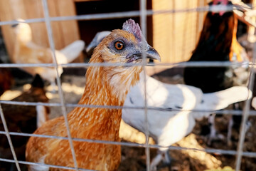 chickens in a cage on a farm.