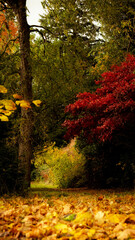 golden season, park pathway covered in leaves, autumn colourfull trees in the background. 