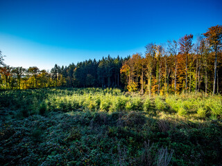 Wiederaufforstung im herbstlichen Wald
