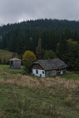 Green mystical dark forest in the mountains