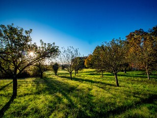 Fototapeta premium Abgestorbener Baum im Wald