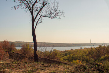 Obraz premium Autumn landscape with a lone tree without leaves and a river in the background