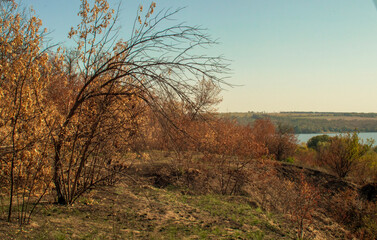 Autumn landscape with a lone tree without leaves and a river in the background