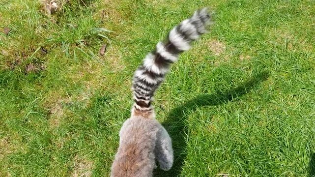 ring tailed lemur with a striped tail walks on green grass
