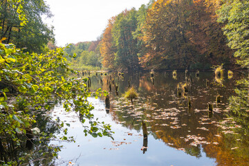 Forest lake with dead tree trunks in autumn colors