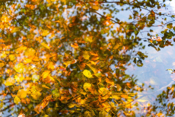 Autumn brown and yellow leaves rest on the bottom of a clear lake
