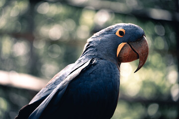 Retrato de un hermoso guacamayo azul, en el sur de Brasil © Javier