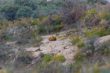 Dune landscape with resting but attentive Fox, Vulpes vulpes, lying in the sun on an open warm sandy spot on a southern dune slope in Hollands Duin with native shrubs such as Sea Buckthorn