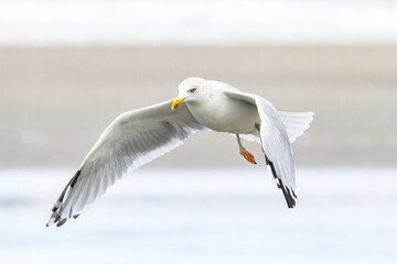 Portrait of a flying Herring Gull, Larus argentatus, showing specific features of large yellow bill with red tip and white patch in the black tip of the wing against light neutral background