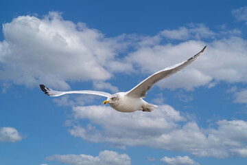 Portrait of a flying Herring Gull, Larus argentatus, showing specific features of large yellow bill with red tip and white patch in the black tip of the wing against light neutral background