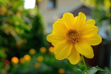 Large yellow flower of Goldball plant with Latin name rudbeckia laciniata House and green trees in bokeh background Stunning nature in city