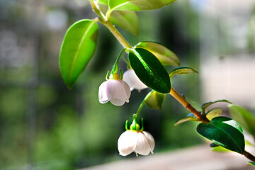 Obraz premium MURTILLA FRUTO Y FLOR SILVESTRE ANTIOXIDANTE DEL SUR DE CHILE PRECORDILLERA