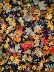 A vibrant autumn background of fallen maple leaves in various colors, including yellow, orange, red, and brown, scattered on the ground, creating a textured and colorful seasonal display.