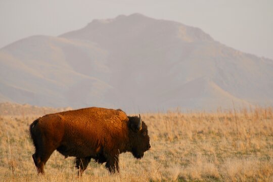 Male Bison Up Close