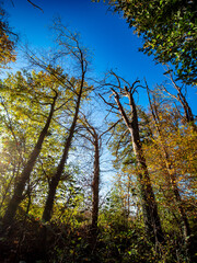 Abgestorbener Baum im Wald
