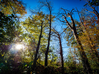 Abgestorbener Baum im Wald