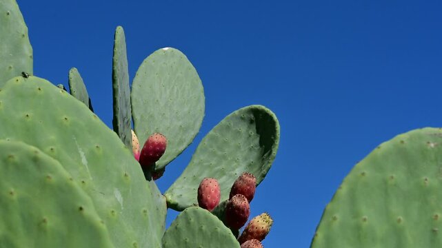 Prickly Pear Cactus with Fruits Against Blue Sky

