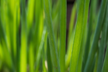 green spring onion with intense and fresh color tones. Background for design and texture
