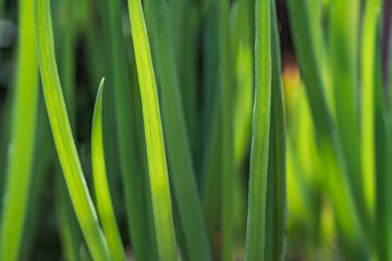 green spring onion with intense and fresh color tones. Background for design and texture