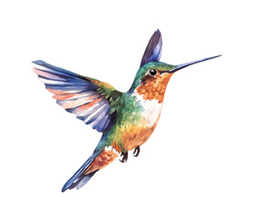 Hummingbird, watercolor clipart illustration with isolated background.