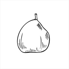 Whole pear or guava fruit vector isolated illustration painted by black inks. Tropical apple hand drawn sketch in graphic realistic style. Plant element for recipe decor, for coloring book.