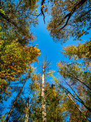 Abgestorbener Baum im Wald