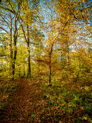 Waldweg durch den herbstlichen Mischwald