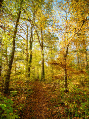 Fototapeta premium Waldweg durch den herbstlichen Mischwald