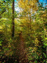 Waldweg durch den herbstlichen Mischwald