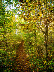 Waldweg durch den herbstlichen Mischwald