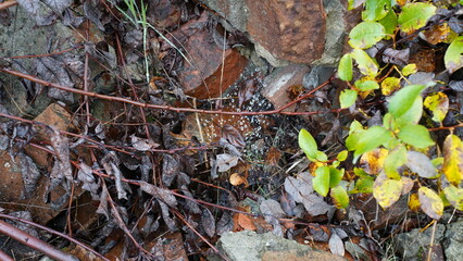 Raindrops on the plant leaves