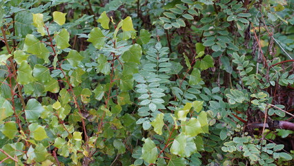 Raindrops on the plant leaves
