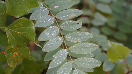 Raindrops on the plant leaves
