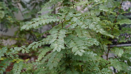 Raindrops on the plant leaves