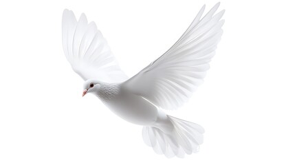 A white dove is flying against a white background.