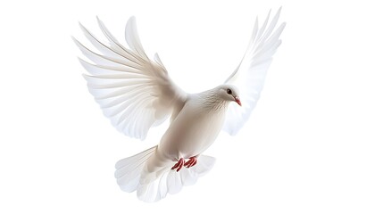 A white dove is flying against a white background.

