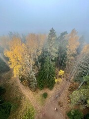 morning in the forest