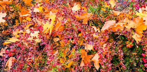 Bright autumn background. Barberry bush in autumn colors with bright red berries. Autumn yellow maple leaves. Panoramic photo.