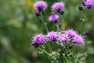 Pale purple flowers of Cirsium arvense or field thistle with a green insect in summer, close up