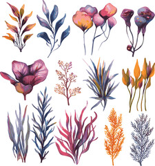 vector set of sea plants, water plants illustration on white	