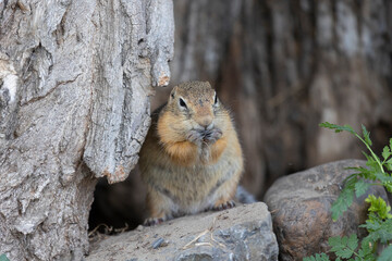 Gopher stands in the grass on a summer day