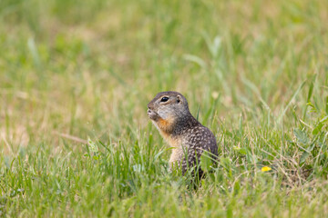 Speckled ground squirrel animal stands on its hind legs