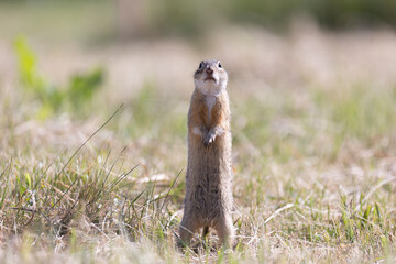 Speckled ground squirrel animal stands on its hind legs